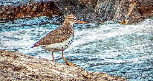 Spotted Sandpiper_DSCF21096v2.jpg - Spotted Sandpiper (Actitis macularius) photographed along the Rideau Canal Waterway at Smiths Falls, Ontario, Canada.